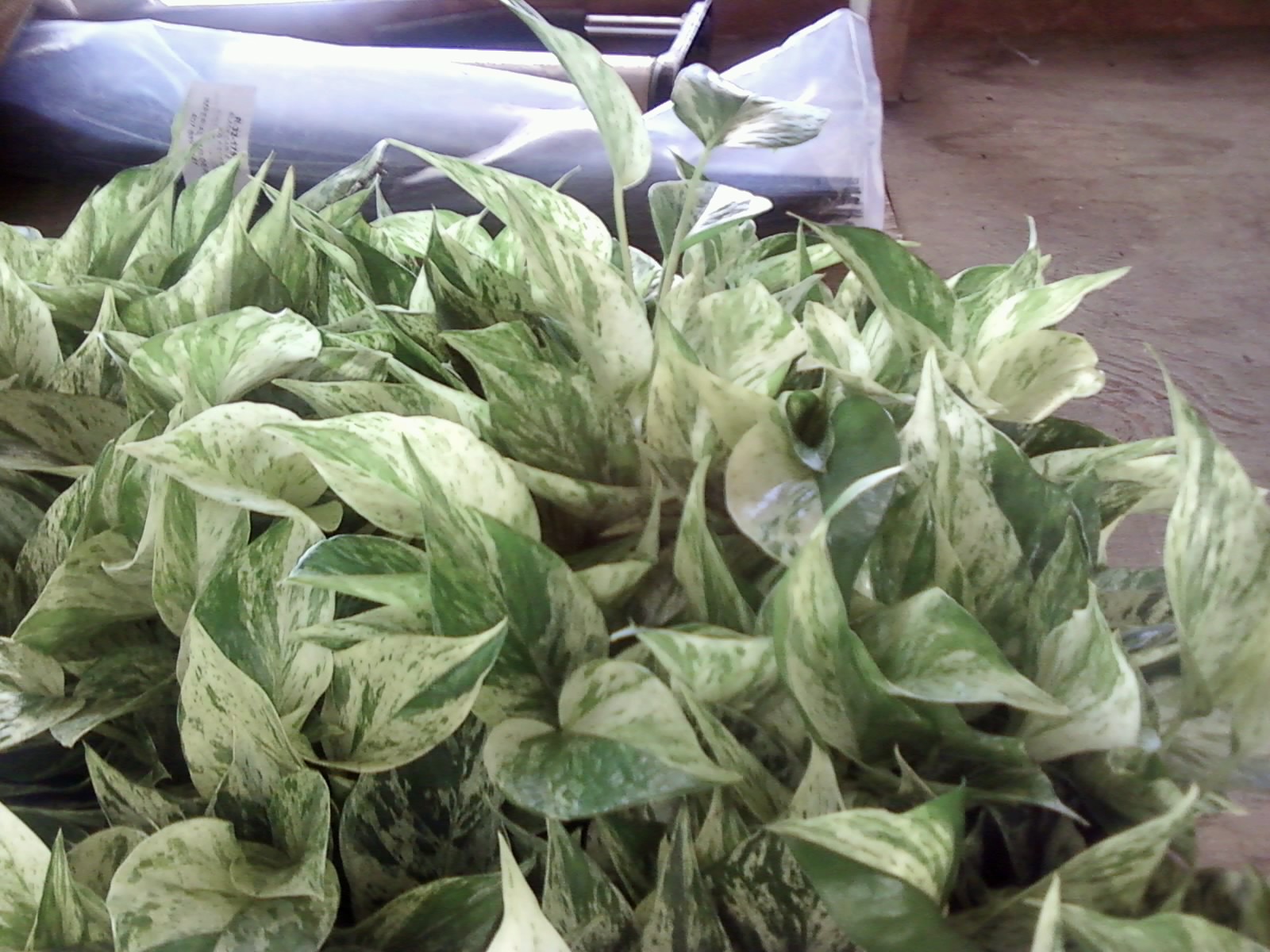 4" Snow Queen Pothos